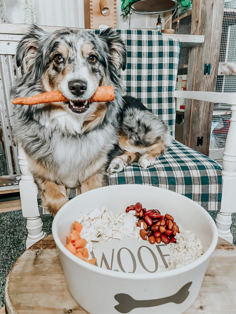 australian shepherd dog holding a carrot in her mouth looking at the camera with a dog food bowl that says woof that has carrots, greens, chicken, rice, beans in it.
