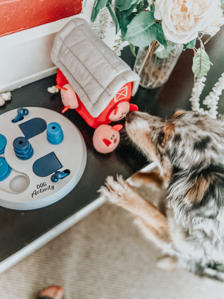 australian shepherd dog (lexi) sniffing as owner (kiersten zile) is holding dog puzzle toys 