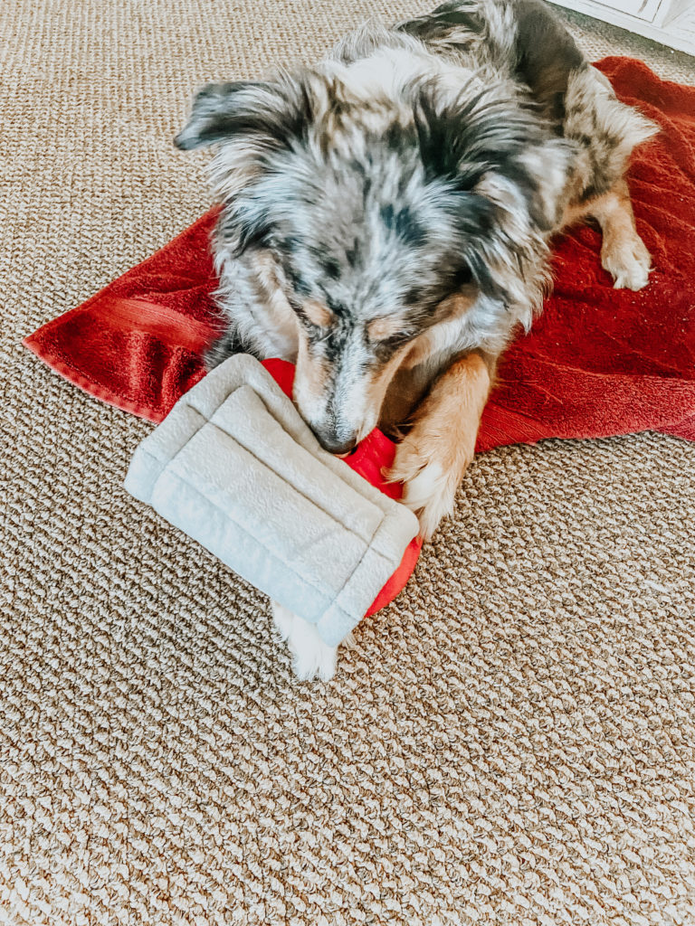 australian shepherd dog holding her dog puzzle toy barn