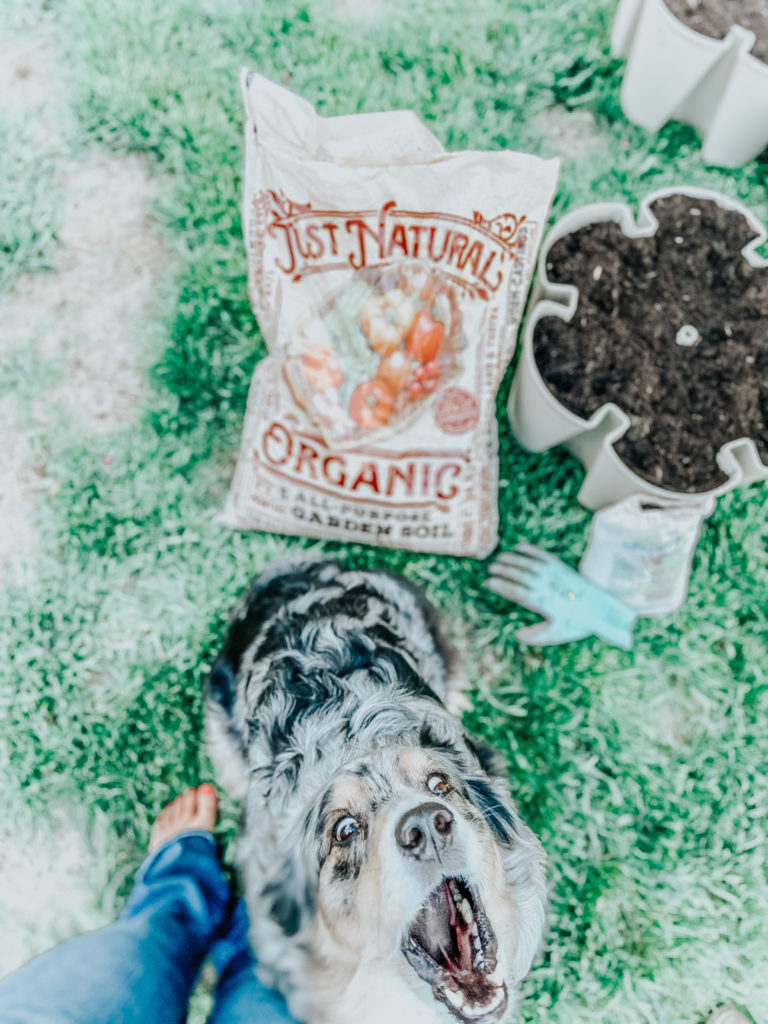 an australian shepherd dog standing in front of a potting soil organic mix with her eyes wide open and mouth open
