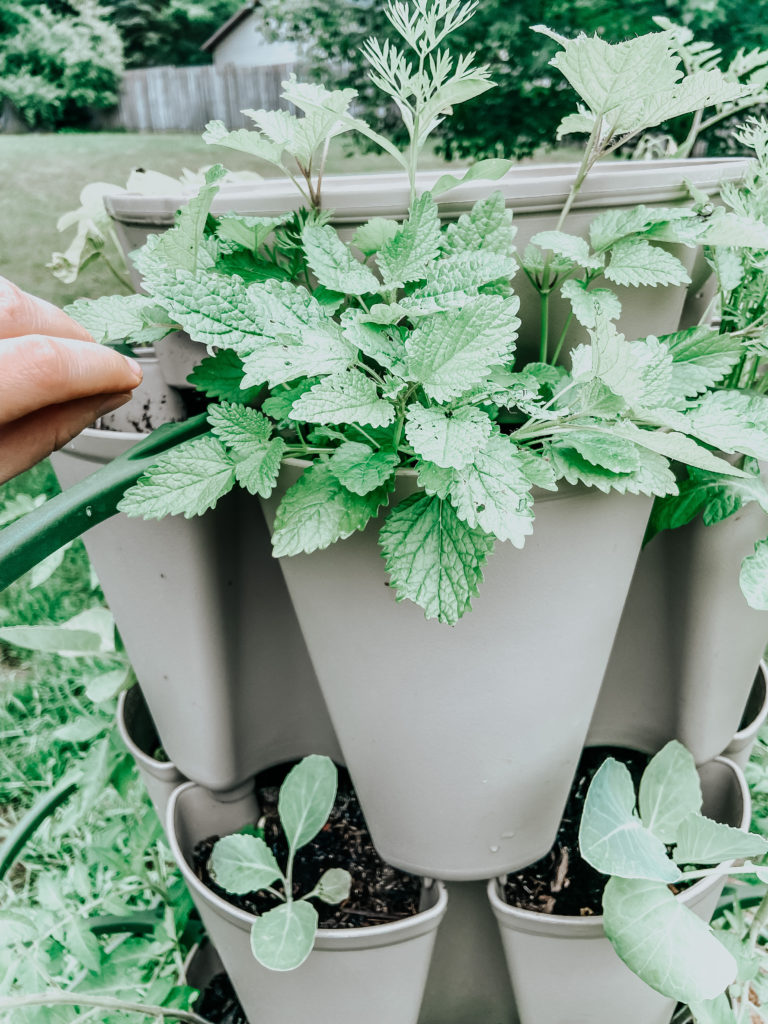 cabbage and lemon balm plants in the greenstalk garden in the spring garden season