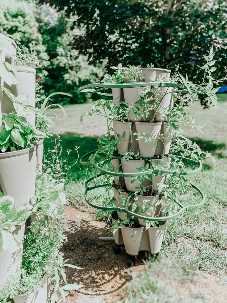 tomatos growing in the greenstalk garden during the spring garden season