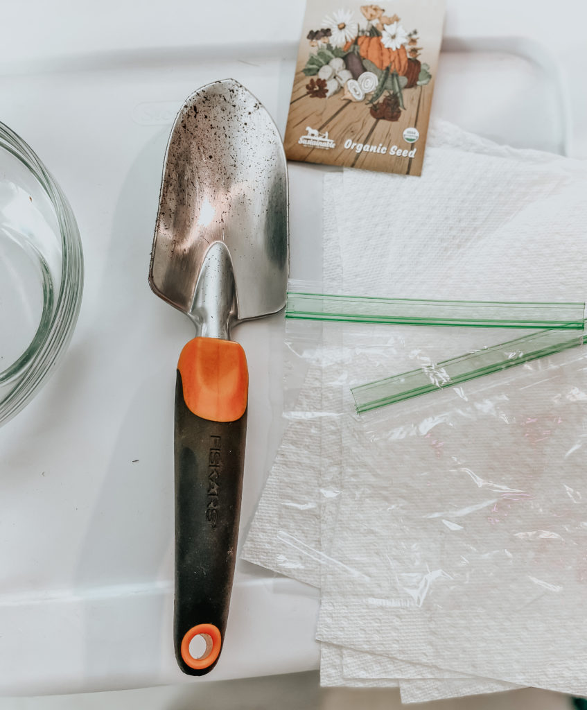 plastic bags and paper towel with a garden shovel prepping to germinate seeds quickly