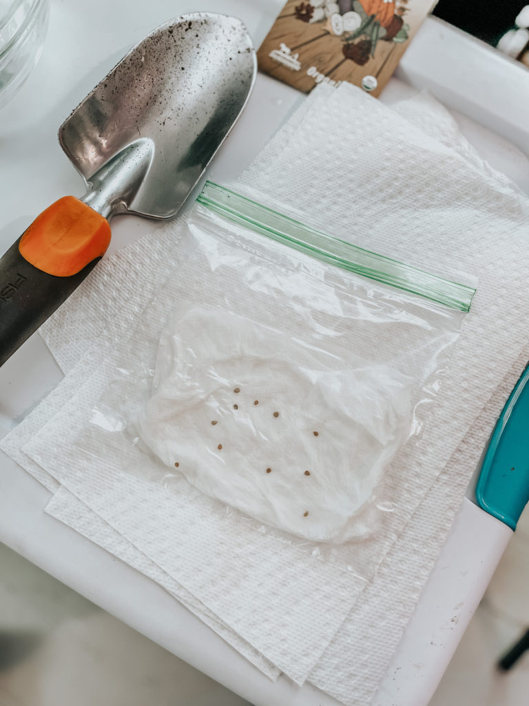 paper towel and plastic bag with a garden shovel germinating seeds quickly to plant