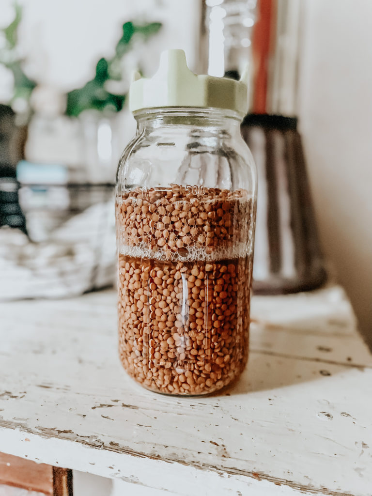 lentils soaking up water in a half gallon mason jar with a sprouting lid so it can start to grow bean sprouts