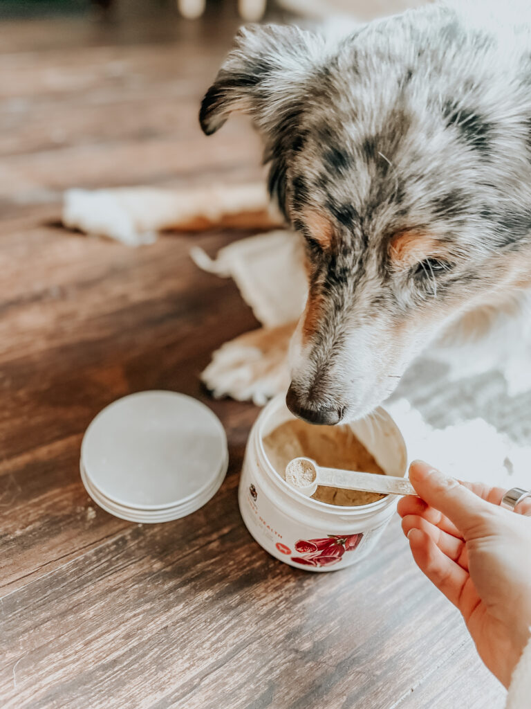 lexi the australian shepherd with kidney health supplements